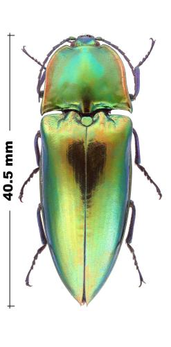 Campsosternus cyaniventris